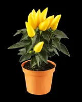 Capsicum annuum (Peper) - afbeelding 9