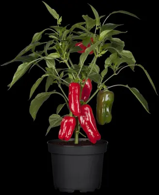Capsicum annuum (Peper) - afbeelding 47