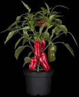Capsicum annuum (Peper) - afbeelding 47