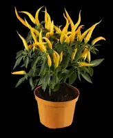 Capsicum annuum (Peper) - afbeelding 13