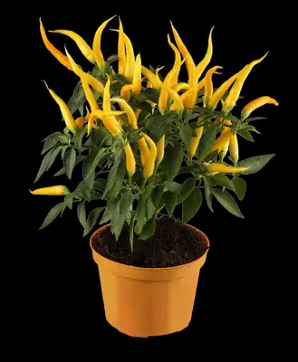 Capsicum annuum (Peper) - afbeelding 13