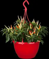 Capsicum annuum (Peper) - afbeelding 94