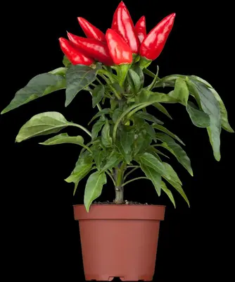 Capsicum annuum (Peper) - afbeelding 19