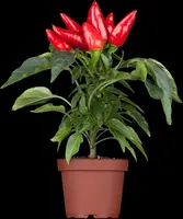 Capsicum annuum (Peper) - afbeelding 19