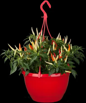 Capsicum annuum (Peper) - afbeelding 94