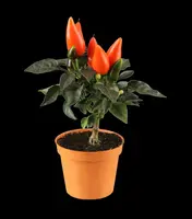 Capsicum annuum (Peper) - afbeelding 10
