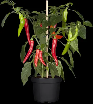 Capsicum annuum (Peper) - afbeelding 46