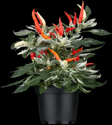 Capsicum annuum (Peper) - afbeelding 17