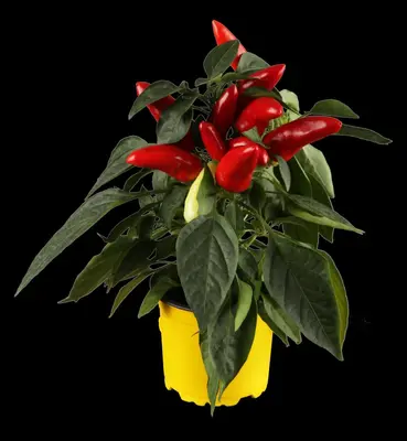 Capsicum annuum (Peper) - afbeelding 12