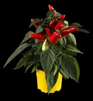 Capsicum annuum (Peper) - afbeelding 12