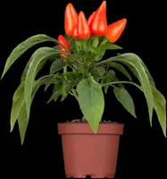 Capsicum annuum (Peper) - afbeelding 18
