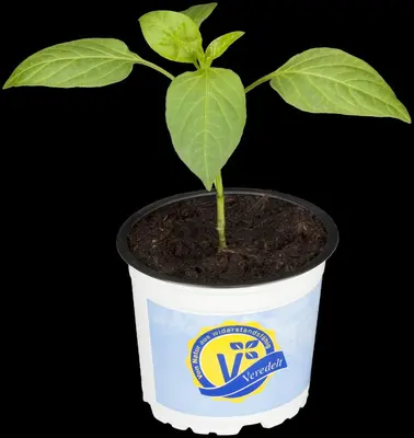 Capsicum annuum (Peper) - afbeelding 107