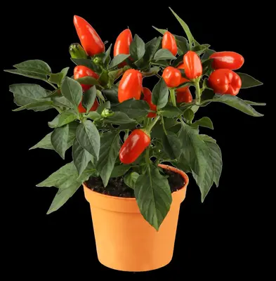 Capsicum annuum (Peper) - afbeelding 15