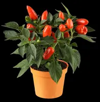 Capsicum annuum (Peper) - afbeelding 15