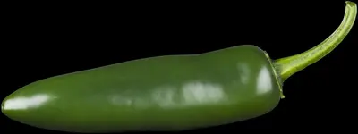 Capsicum annuum (Peper) - afbeelding 23