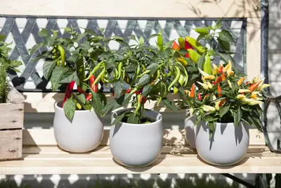 Capsicum annuum (Peper) - afbeelding 2