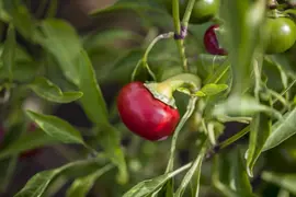 Capsicum annuum (Peper) - afbeelding 33