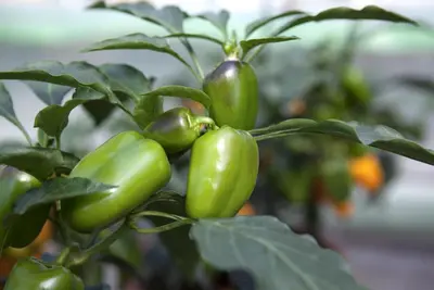 Capsicum annuum (Peper) - afbeelding 38