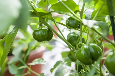 Capsicum annuum (Peper) - afbeelding 71