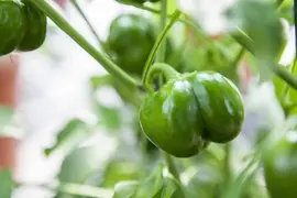 Capsicum annuum (Peper) - afbeelding 72