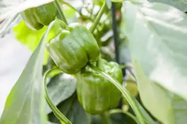 Capsicum annuum (Peper) - afbeelding 73