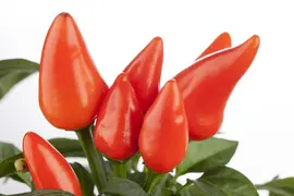 Capsicum annuum (Peper) - afbeelding 80