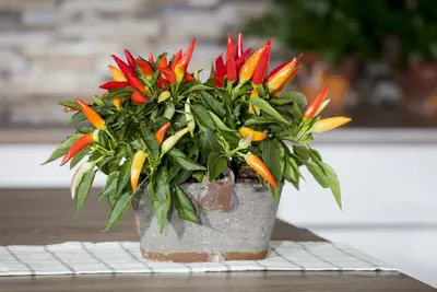 Capsicum annuum (Peper) - afbeelding 91