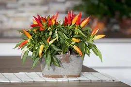 Capsicum annuum (Peper) - afbeelding 91