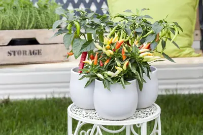 Capsicum annuum (Peper) - afbeelding 95