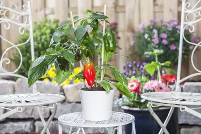 Capsicum annuum (Peper) - afbeelding 98