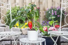 Capsicum annuum (Peper) - afbeelding 98