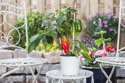 Capsicum annuum (Peper) - afbeelding 100