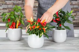 Capsicum annuum (Peper) - afbeelding 103