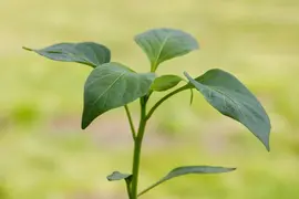 Capsicum annuum (Peper) - afbeelding 104