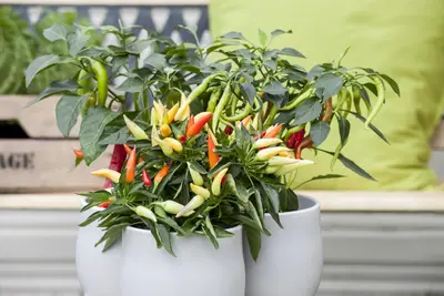 Capsicum annuum (Peper) - afbeelding 3