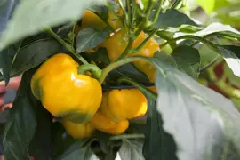 Capsicum annuum (Peper) - afbeelding 27