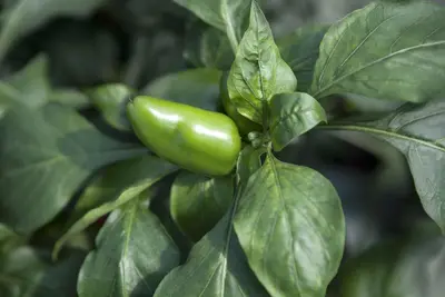 Capsicum annuum (Peper) - afbeelding 36