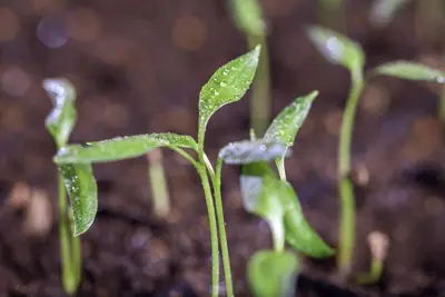 Capsicum annuum (Peper) - afbeelding 51
