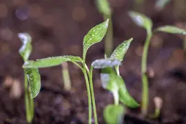 Capsicum annuum (Peper) - afbeelding 51