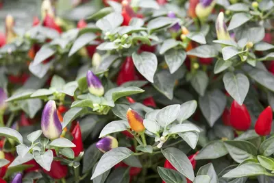 Capsicum annuum (Peper) - afbeelding 56