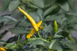 Capsicum annuum (Peper) - afbeelding 63