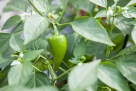 Capsicum annuum (Peper) - afbeelding 68