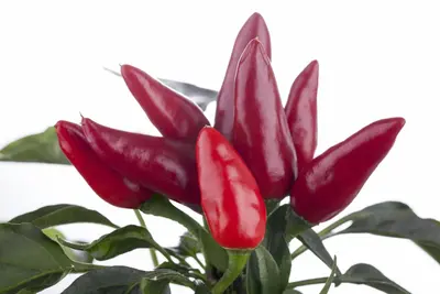 Capsicum annuum (Peper) - afbeelding 79