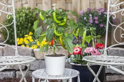 Capsicum annuum (Peper) - afbeelding 101
