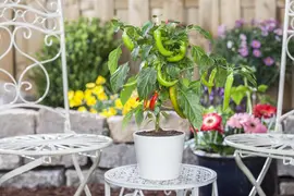 Capsicum annuum (Peper) - afbeelding 102