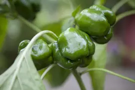 Capsicum annuum (Peper) - afbeelding 31