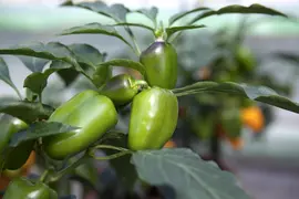 Capsicum annuum (Peper) - afbeelding 38