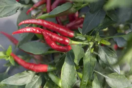 Capsicum annuum (Peper) - afbeelding 44