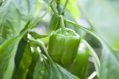 Capsicum annuum (Peper) - afbeelding 64