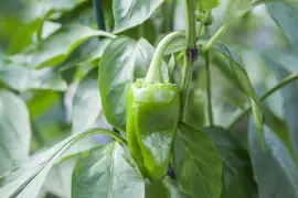 Capsicum annuum (Peper) - afbeelding 66